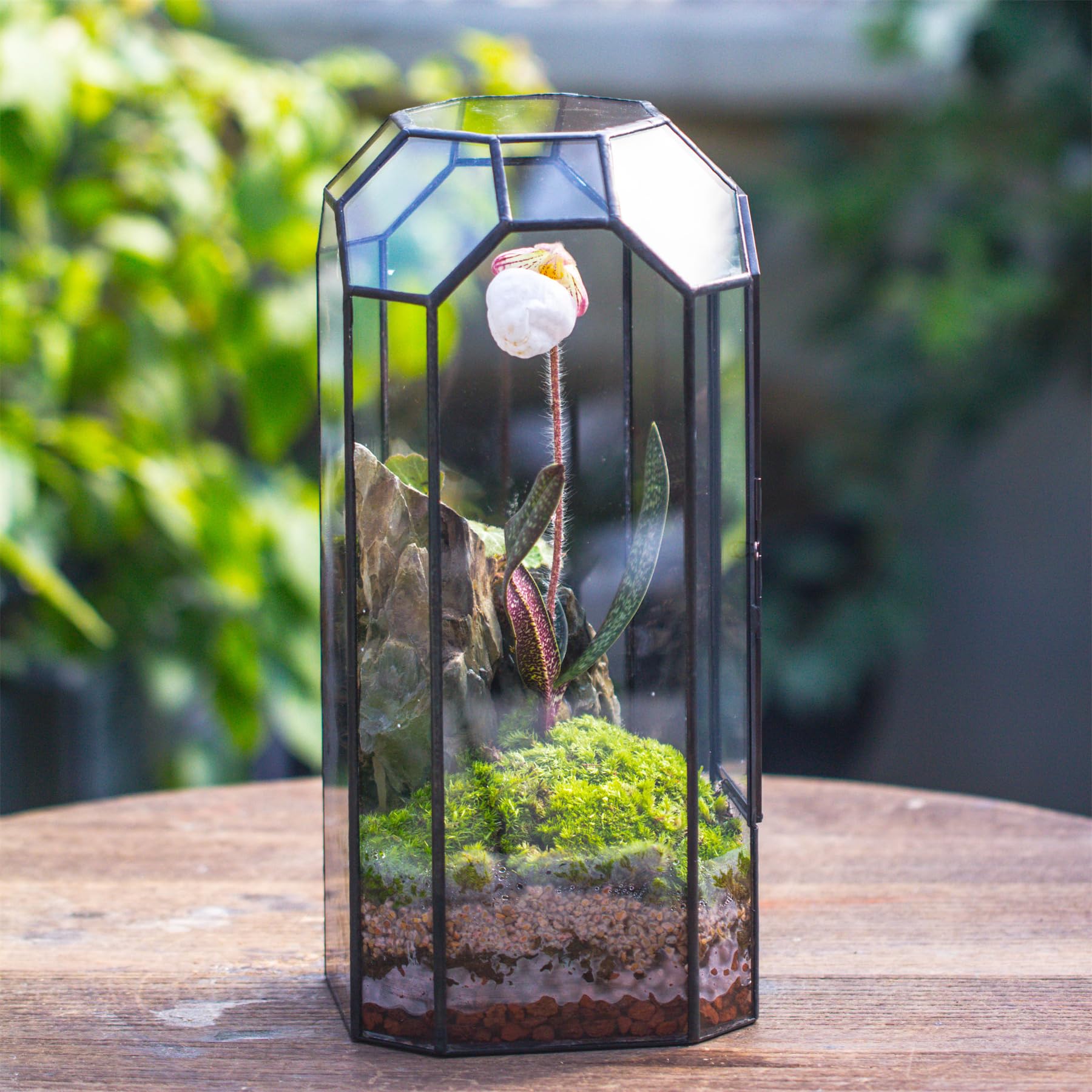 NCYP terrarium with door open demonstrating easy access for planting and maintenance