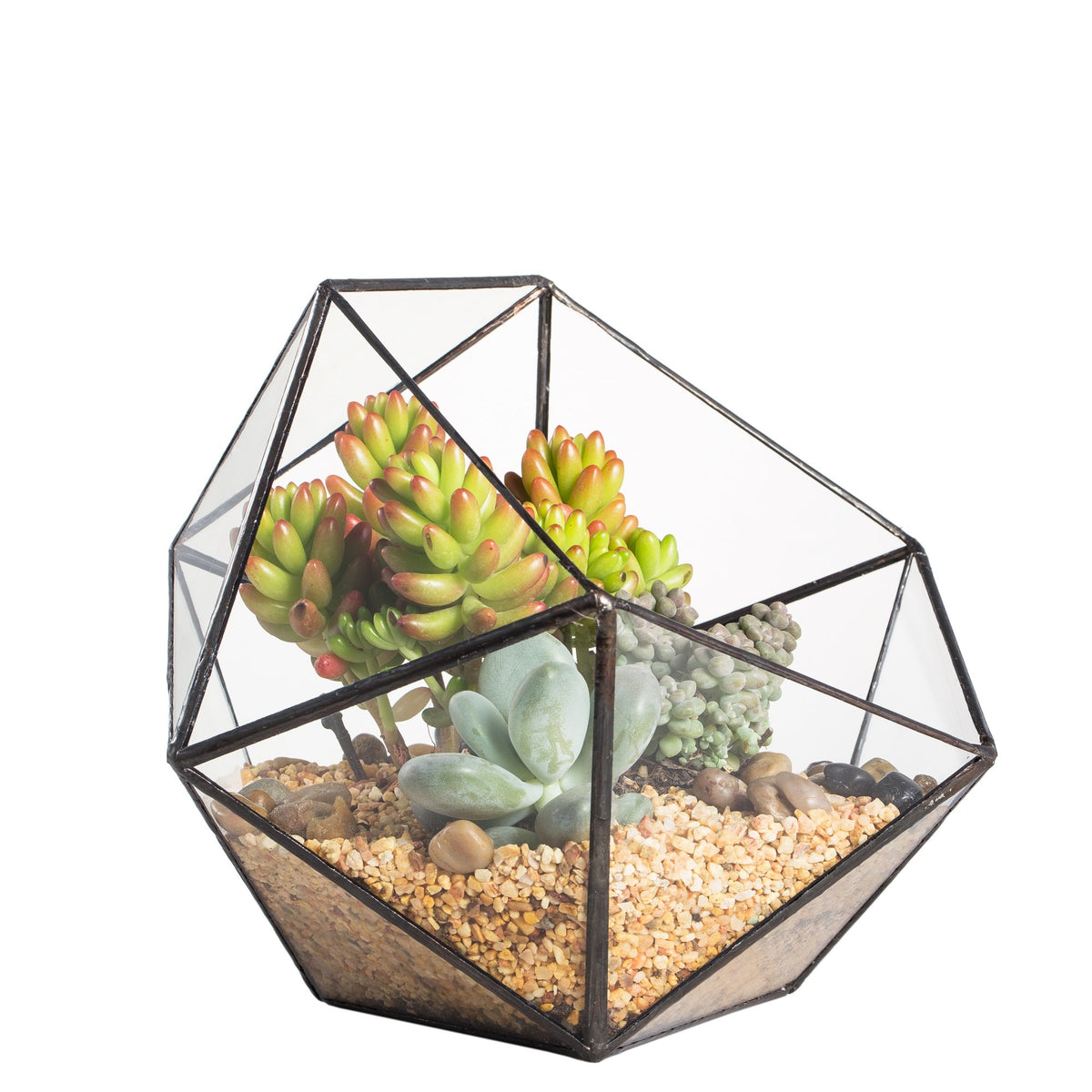 NCYP front view of geometric glass terrarium shows modern look and display benefits