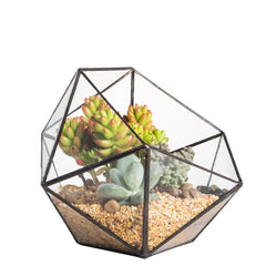 NCYP front view of geometric glass terrarium shows modern look and display benefits