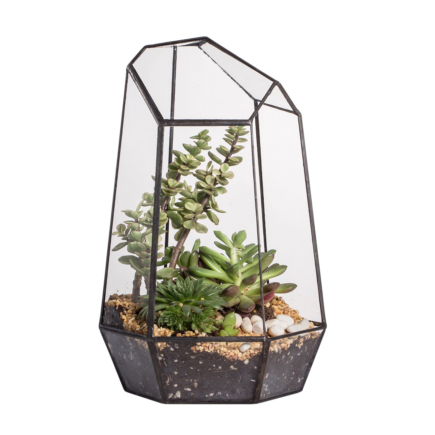 NCYP front view geometric terrarium showing clear glass and black frame, stylish display