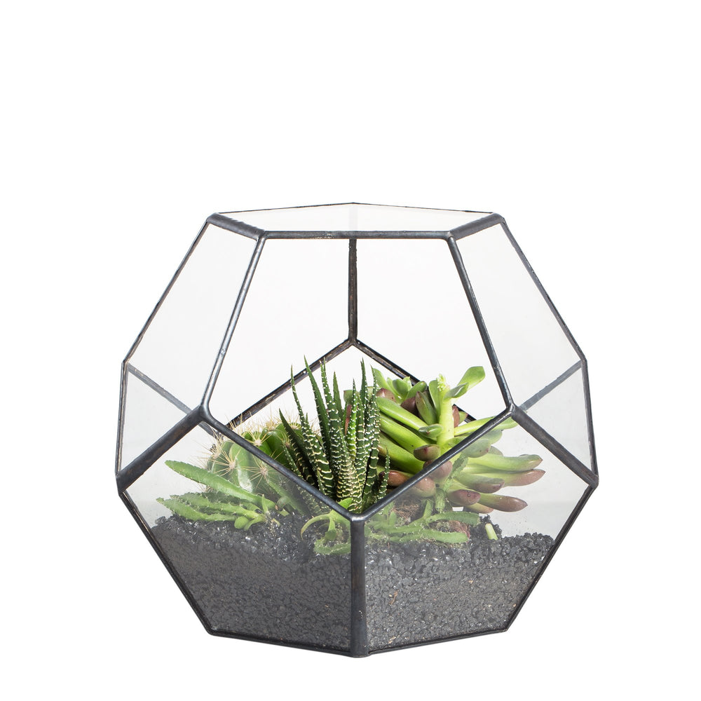 NCYP front view geometric terrarium showing clean display benefit