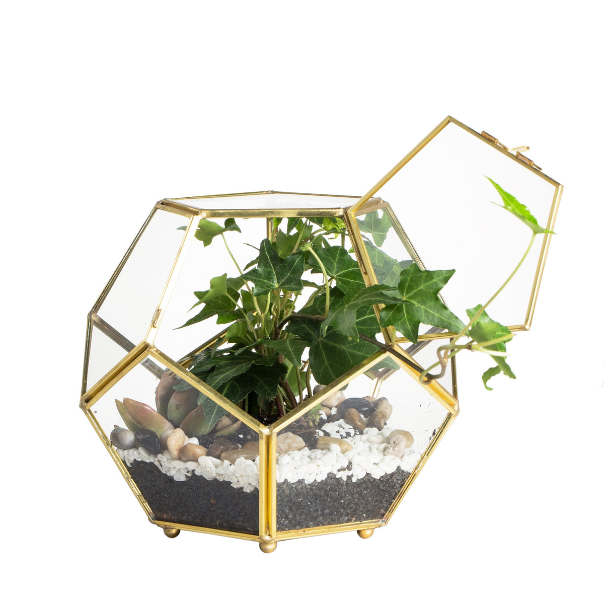 NCYP front view pentagon terrarium showing elegant gold frame and plant focus