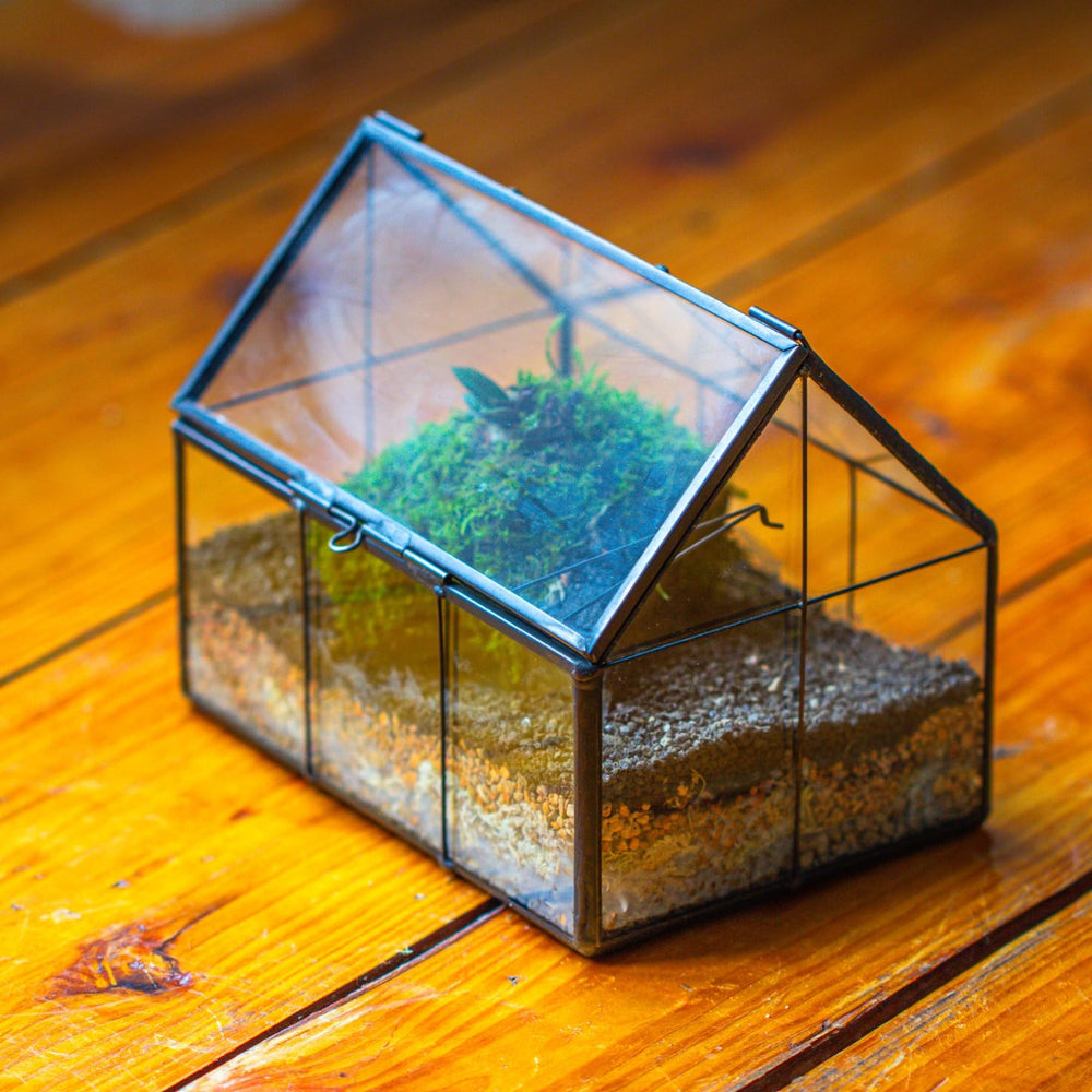 NCYP terrarium in use with moss and fern showing humidity retention benefit