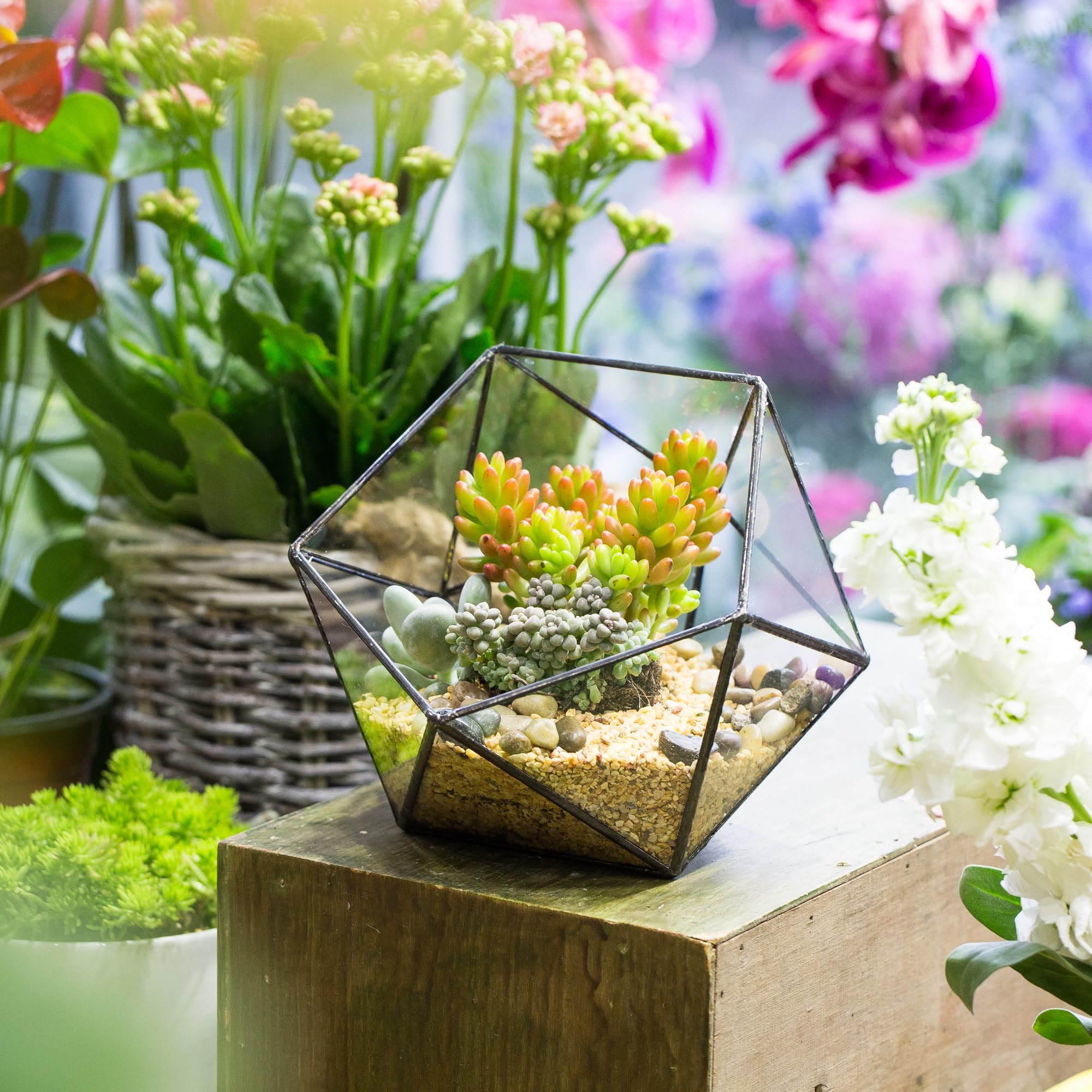 NCYP terrarium in packaging ready to style, showing gift-ready convenience