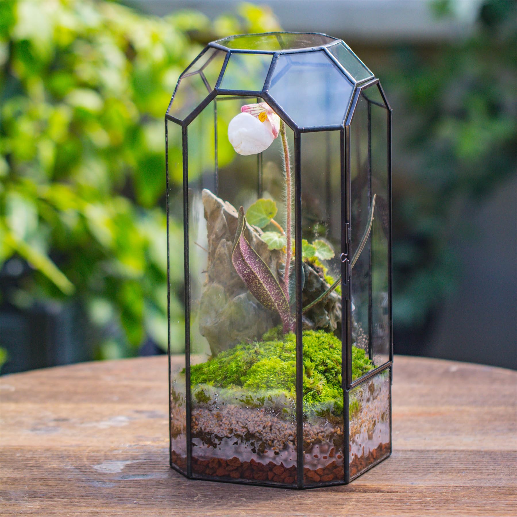NCYP terrarium planted with a small orchid demonstrating humidity-friendly display