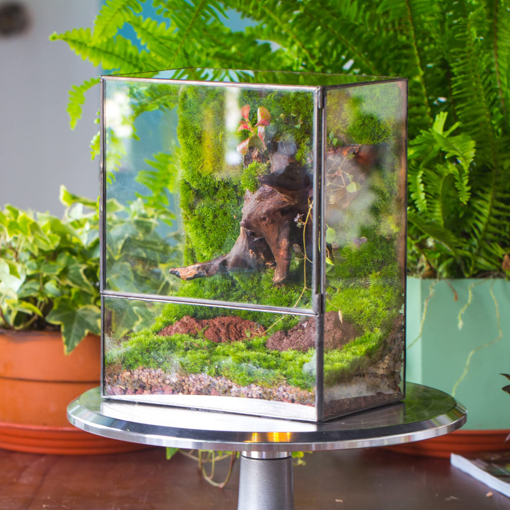 NCYP terrarium beside hand illustrating size and tabletop suitability benefit
