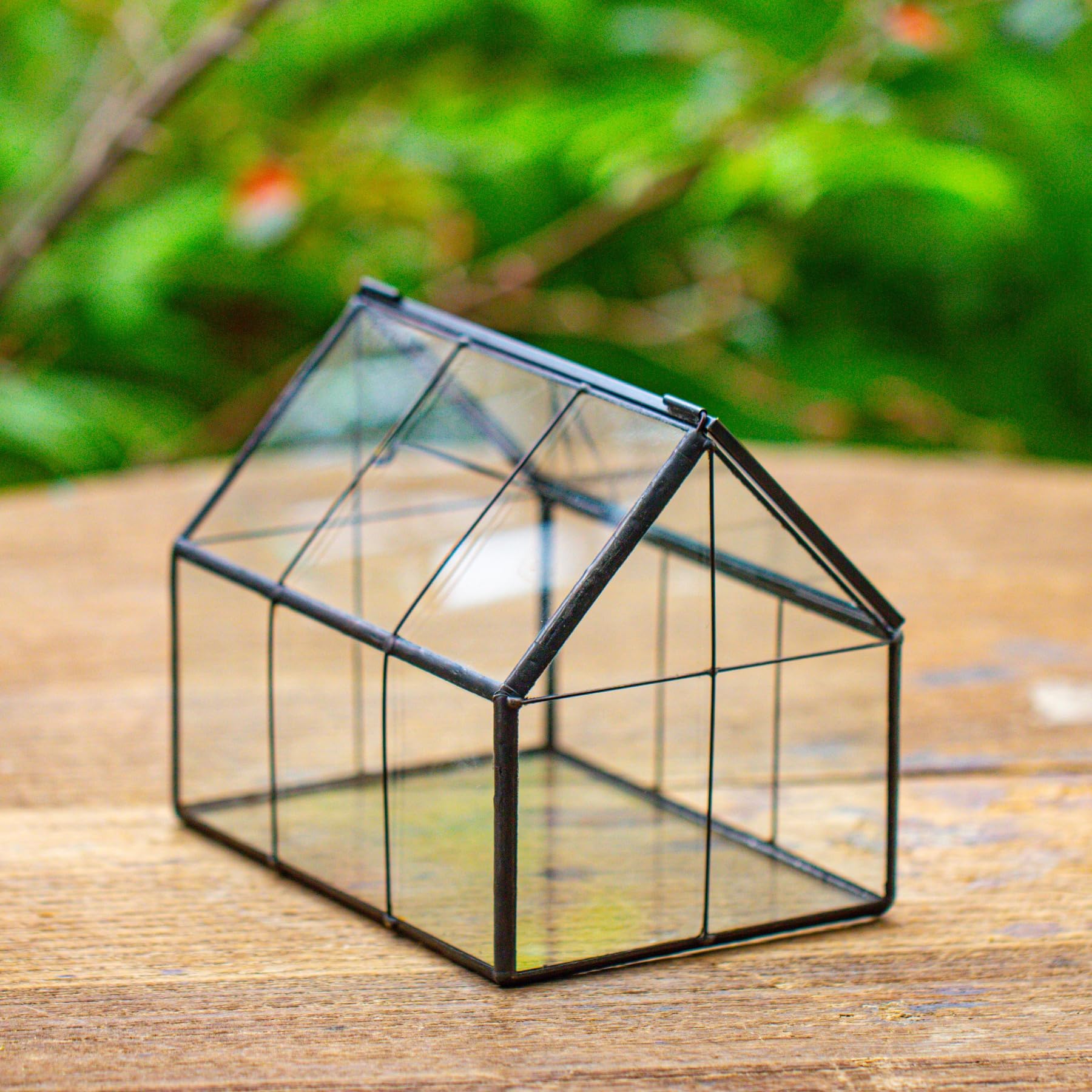 NCYP terrarium beside common objects for scale showing tabletop compatibility benefit