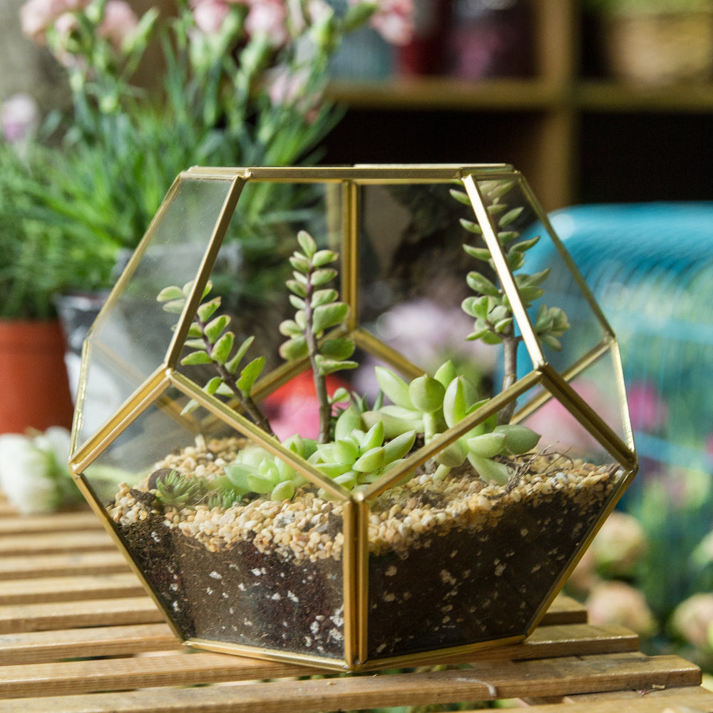 NCYP interior staging with succulents shows clear layering visibility