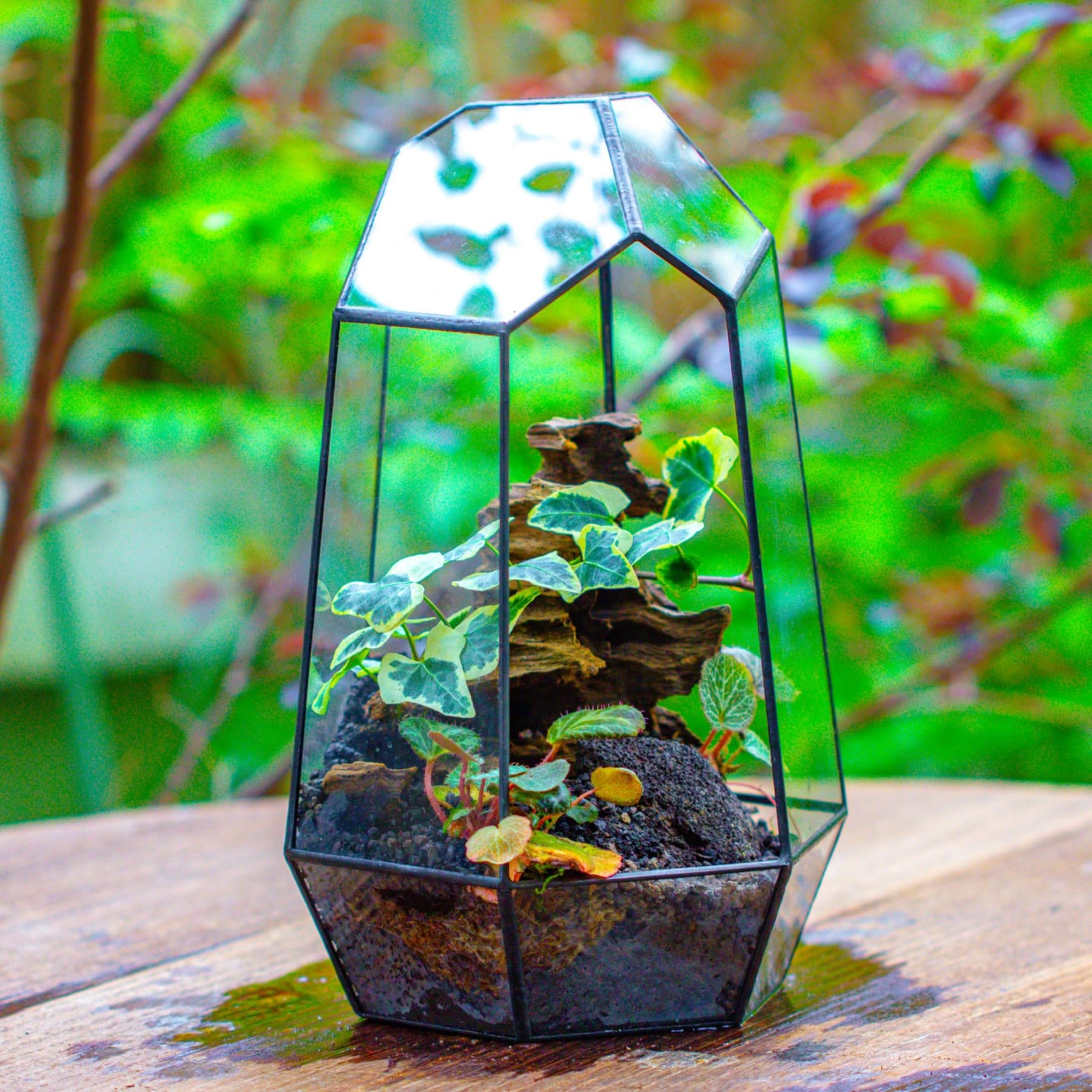 NCYP terrarium on wooden desk adding modern greenery to an office setting