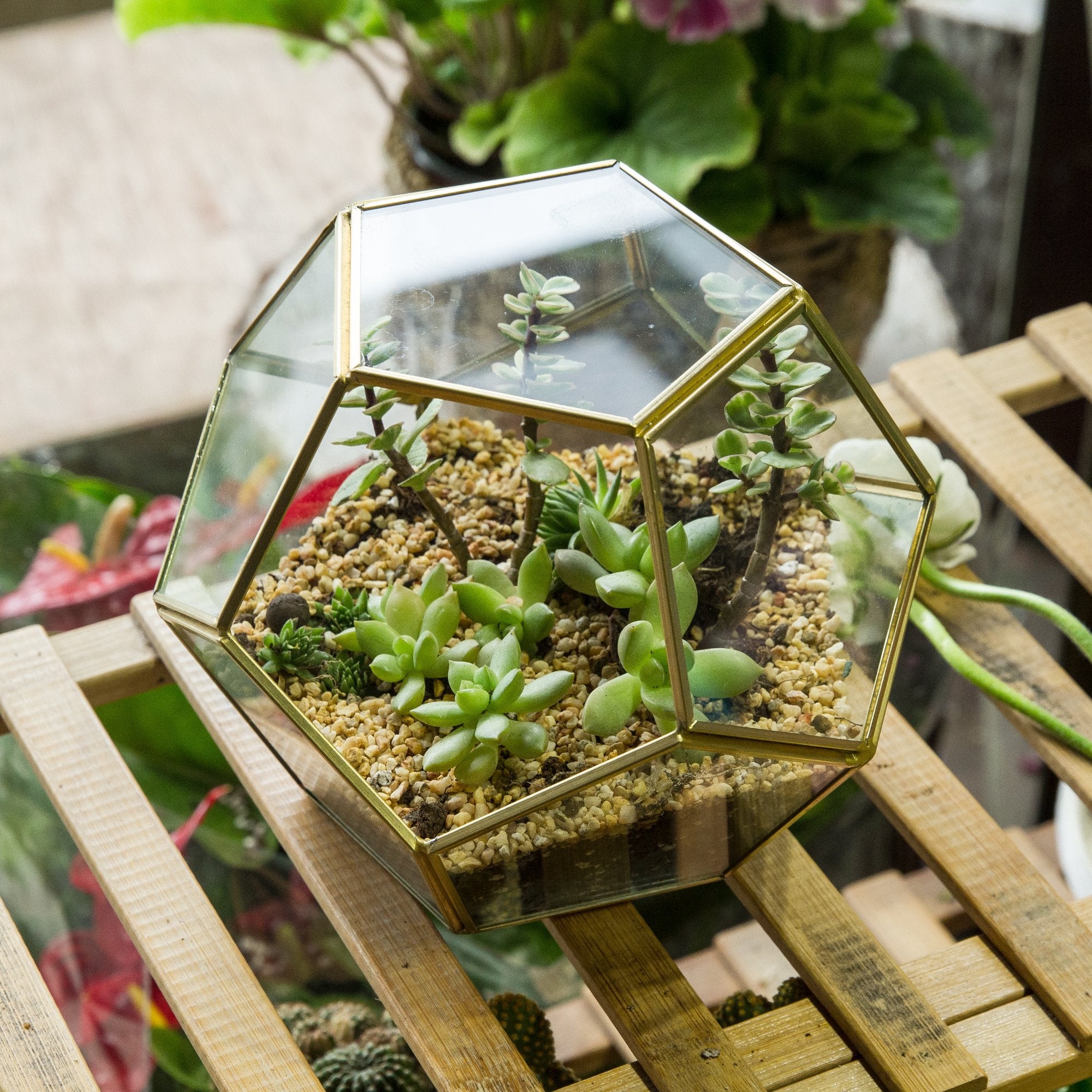 NCYP packaged terrarium with measuring tape shows actual size