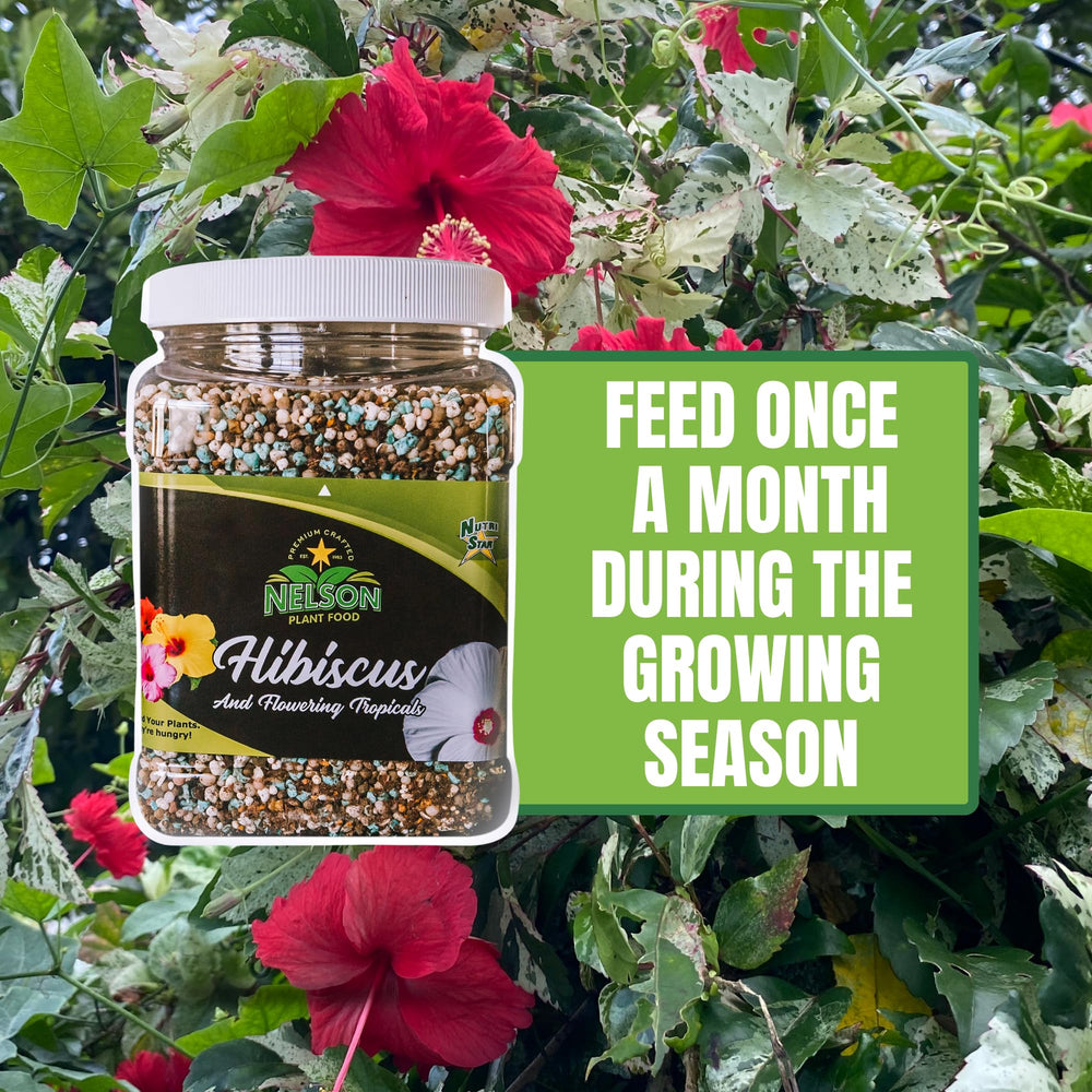PREMIUM CRAFTED NutriStar used on a potted hibiscus with healthier blooms