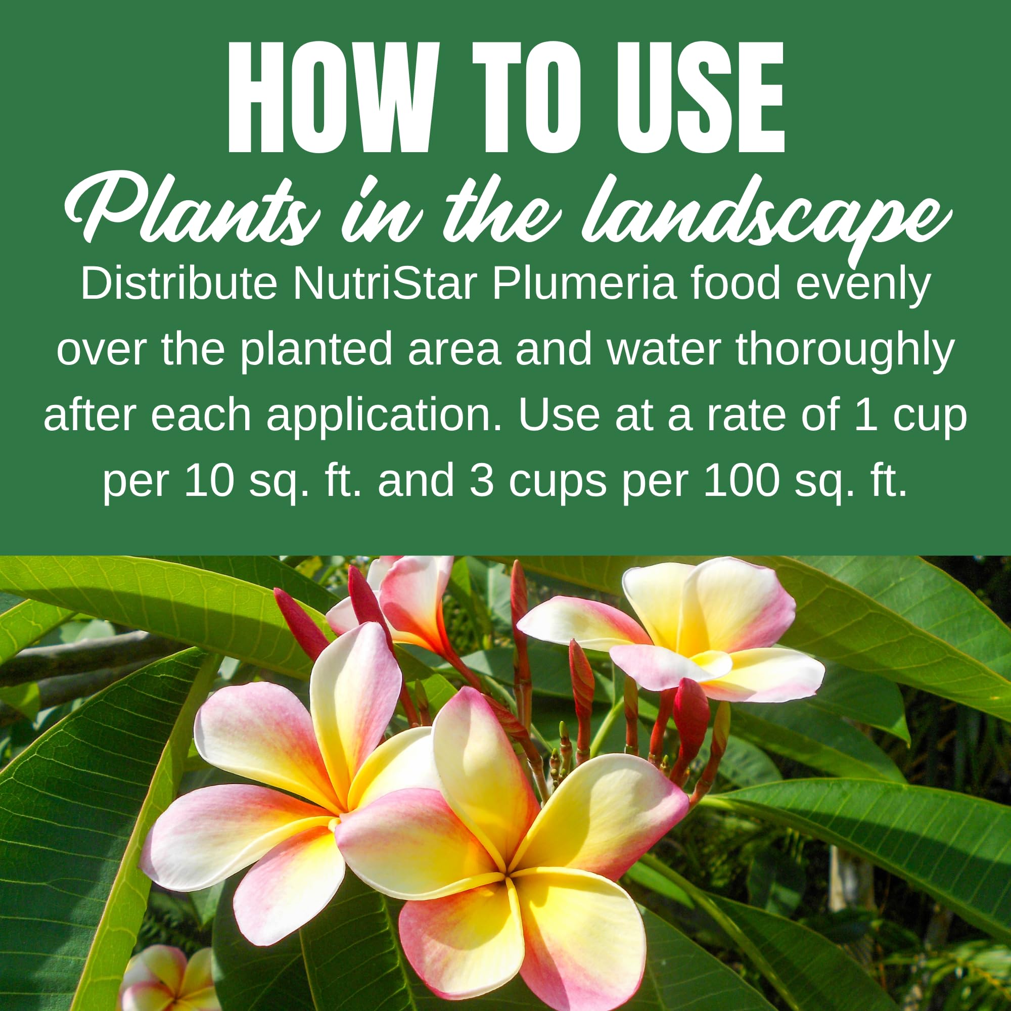 Nelson-fed plumeria with vivid blooms demonstrating improved flowering