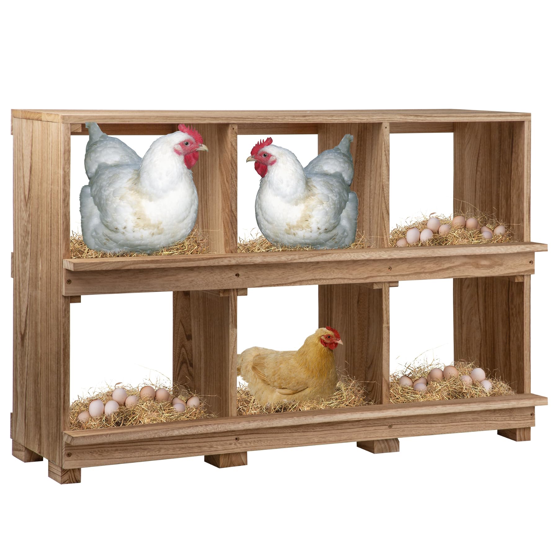 Neoaider front view showing six compartments and organized egg storage benefit
