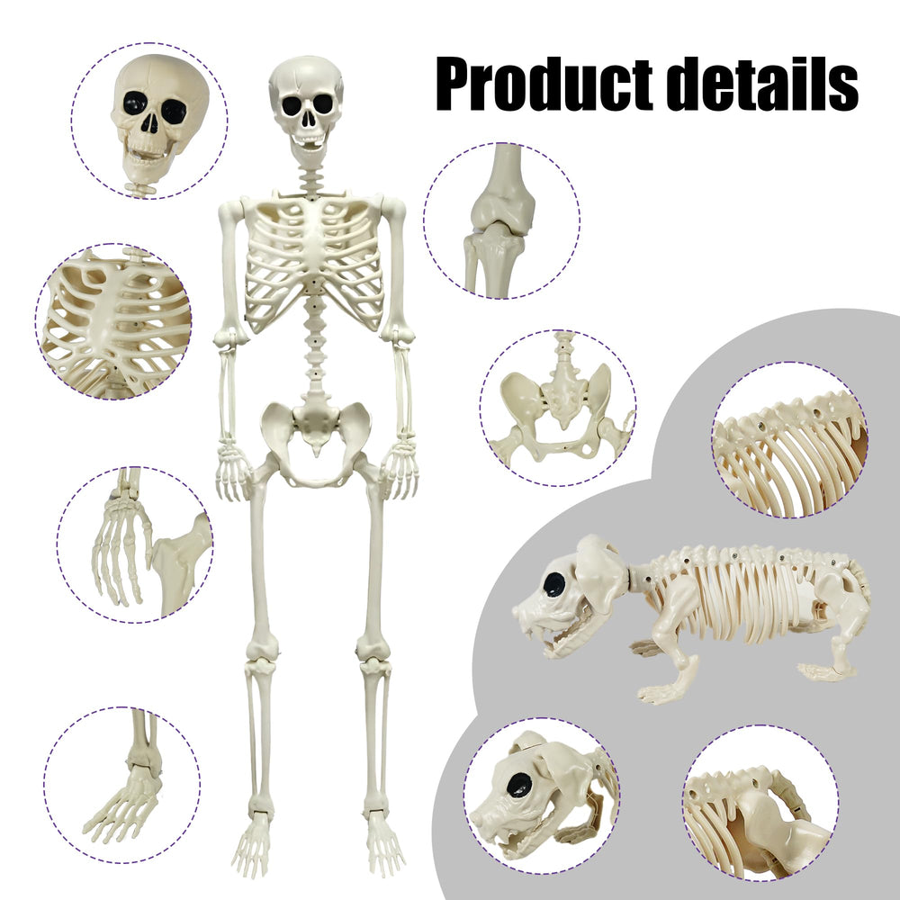 NEROSUN side view assembled human skeleton ready-to-pose for displays