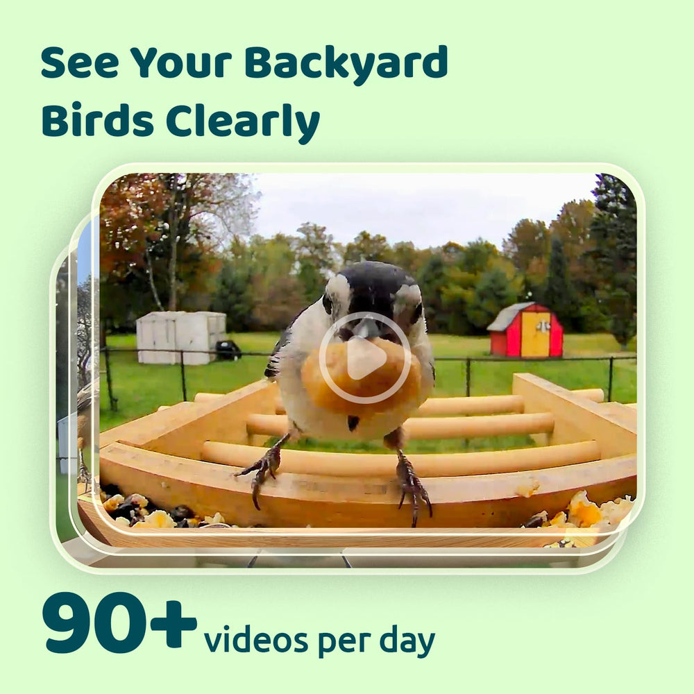 NETVUE Birdfy scale comparison with hand showing feeder size and practical footprint