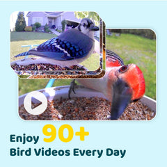 NETVUE Birdfy night vision capture showing nocturnal monitoring benefit