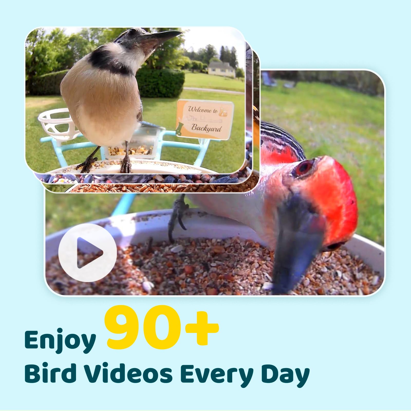 NETVUE Birdfy Pro 1080p camera closeup capturing sharp bird-feeding footage
