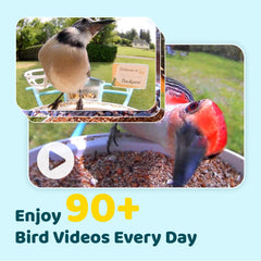 NETVUE Birdfy Pro 1080p camera closeup capturing sharp bird-feeding footage
