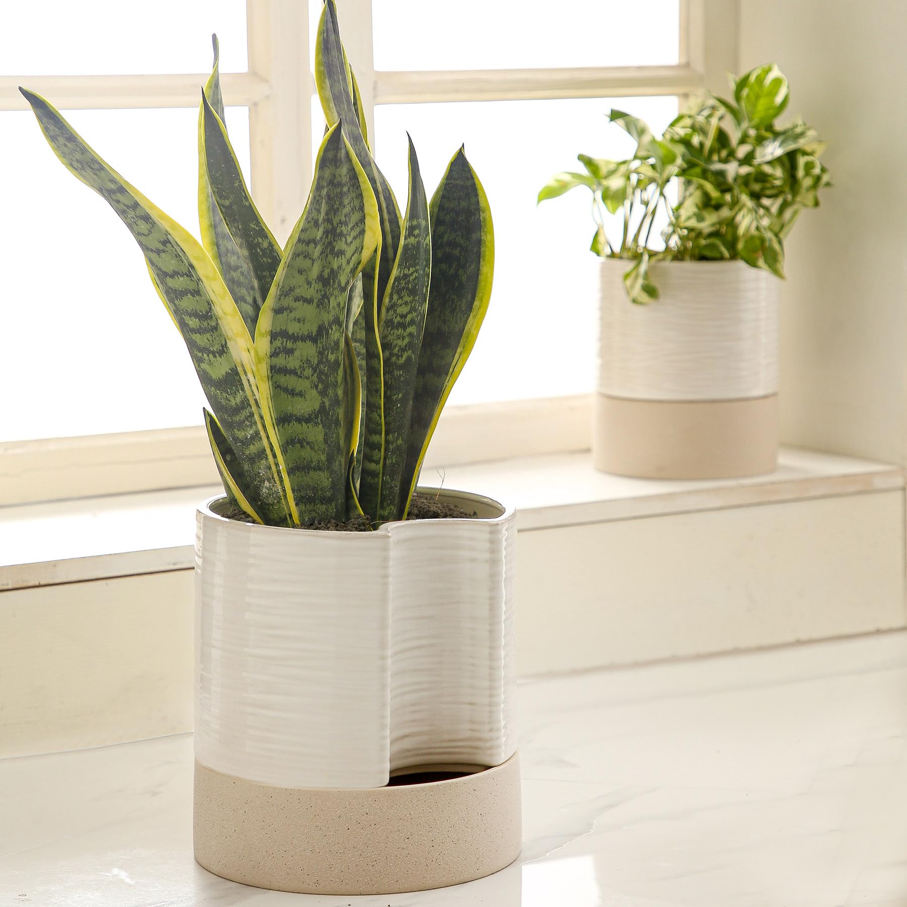Nihow maceta en salón moderno, añade estética y mantiene plantas hidratadas