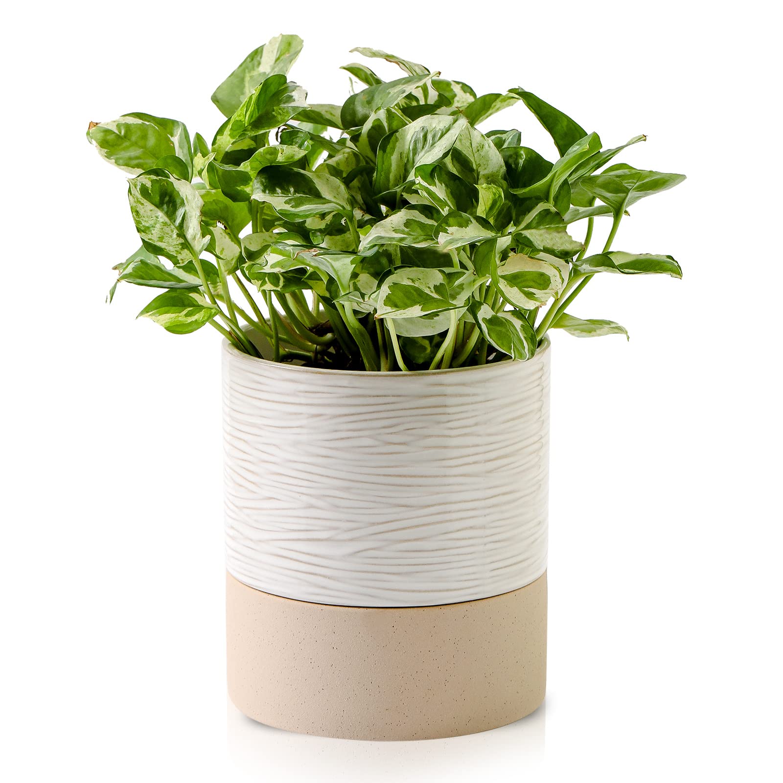 Nihow front view of cream white ceramic planter showing timeless stripes and shape, stylish display