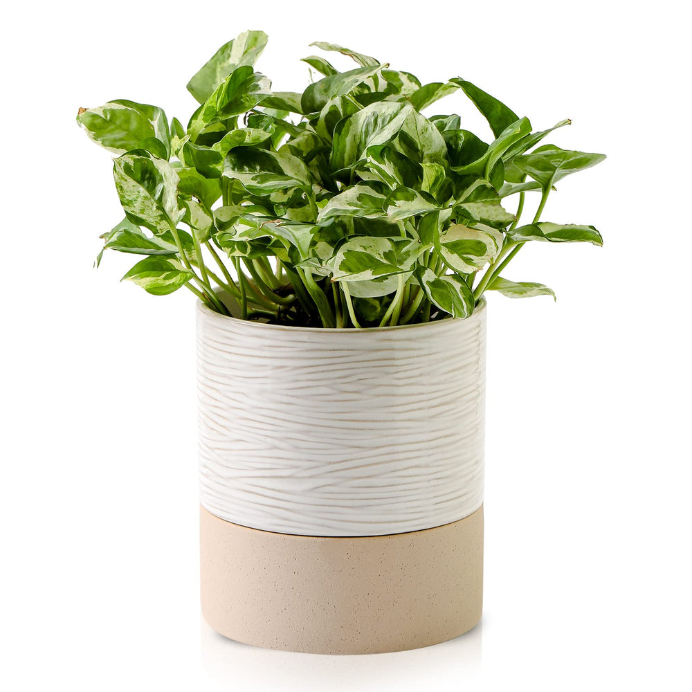Nihow front view of cream white ceramic planter showing timeless stripes and shape, stylish display