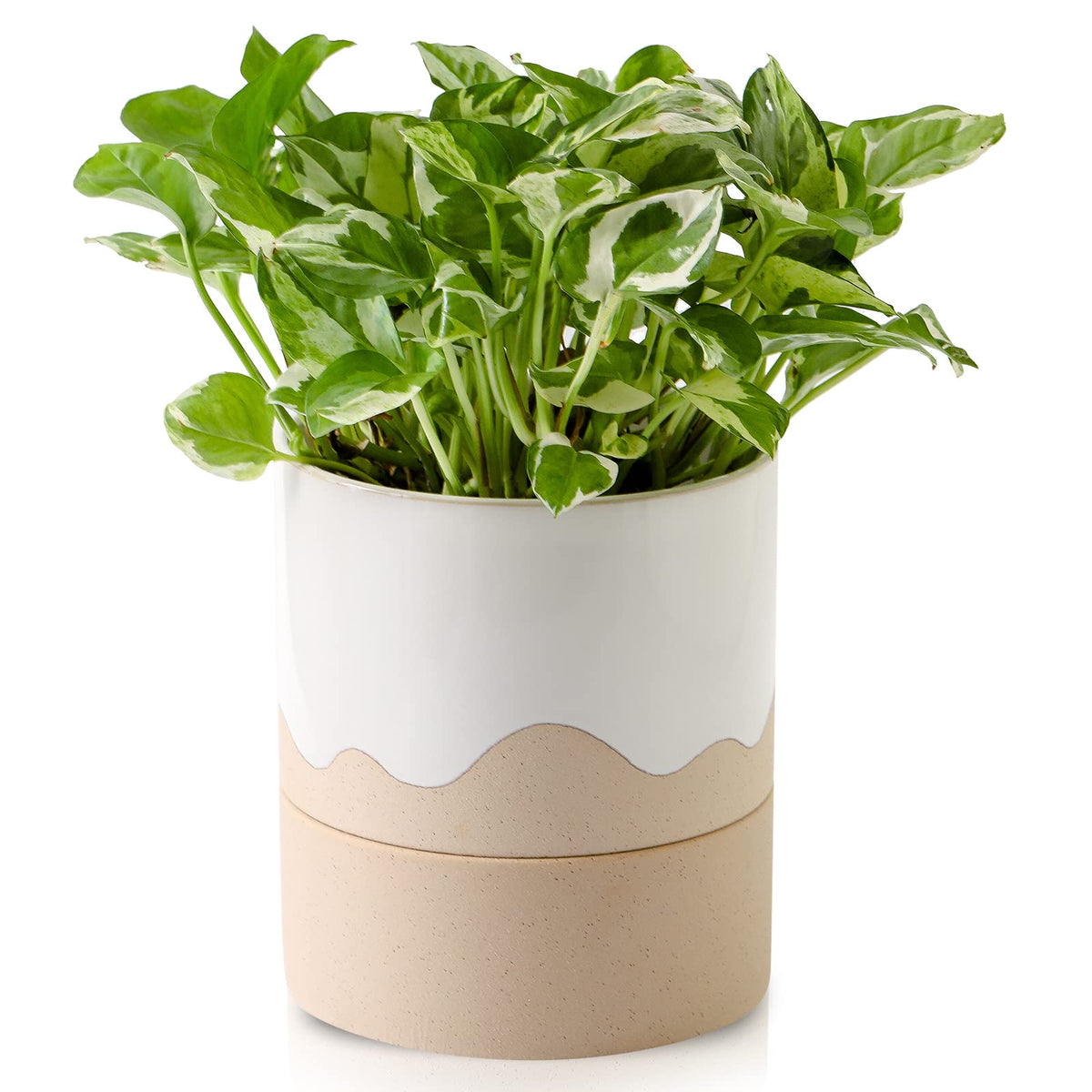 Nihow front view of cream white ceramic planter showing modern style benefit