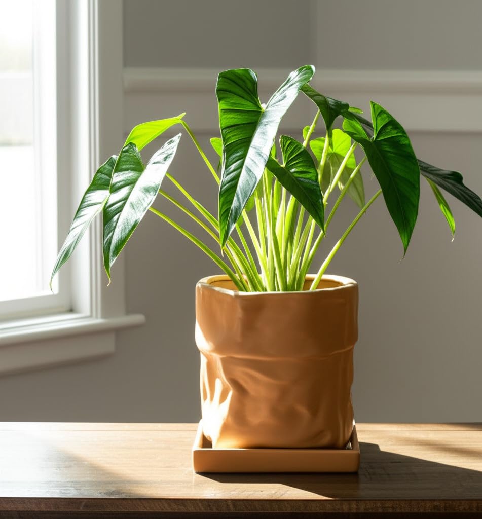 Nihow pot with succulent on windowsill, compact size saves space and brightens room