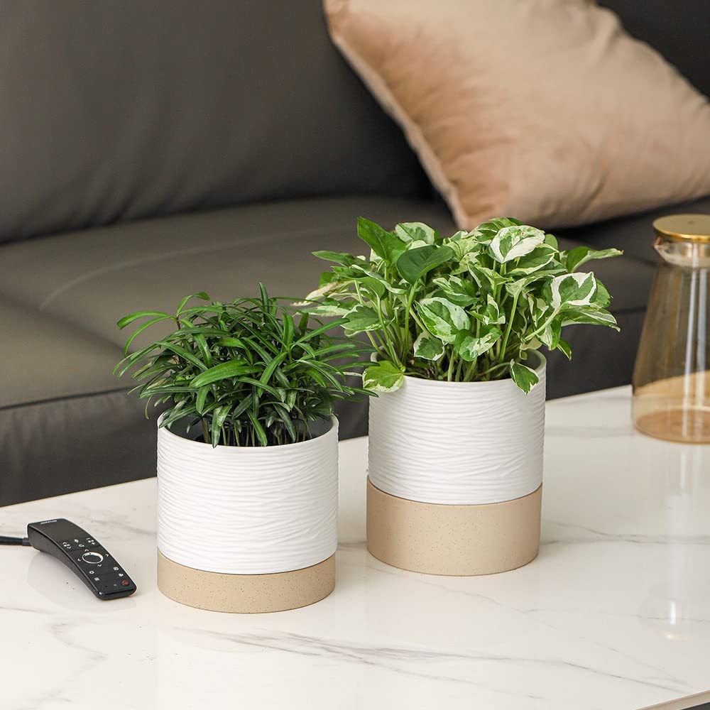 Nihow planted succulent in pot showing healthy foliage and decorative appeal