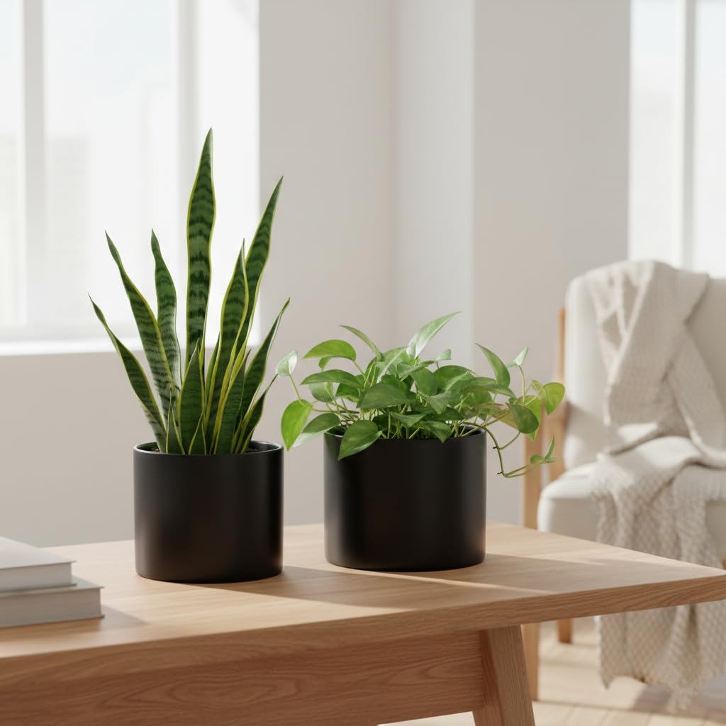 Nihow with succulent styling showing how it enhances indoor plant display