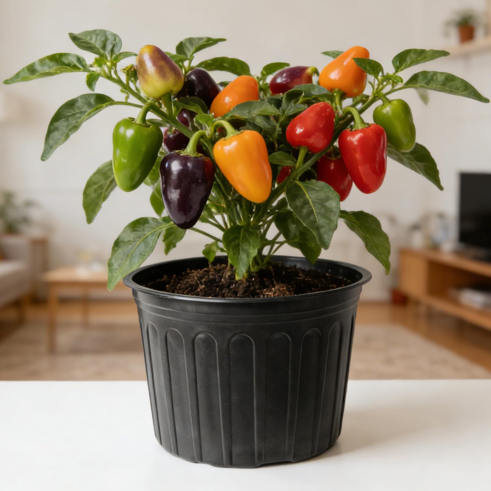 Niiiice lifestyle scene on porch showing attractive plant staging