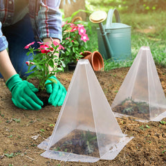 Niuyhe cloche over seedling in pot demonstrating warmth retention benefit
