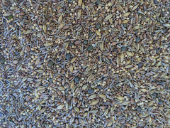 No-Till Solutions chickens foraging on established pasture demonstrating natural feeding