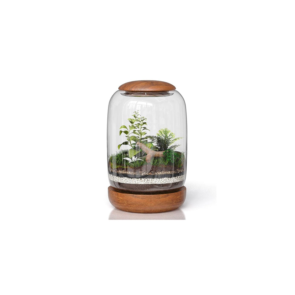 NoctisCorvus front view terrarium showing clear glass and wood base, elegant display