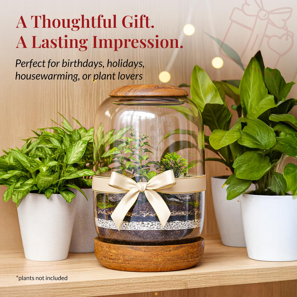 NoctisCorvus terrarium with succulents demonstrating styling ideas and compact greenery