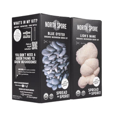North Spore racimo de Blue Oyster en formación, útil para planear cosecha abundante