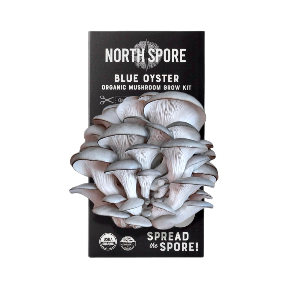North Spore crecimiento de Lion's Mane en close-up, revela textura ideal para cocinar