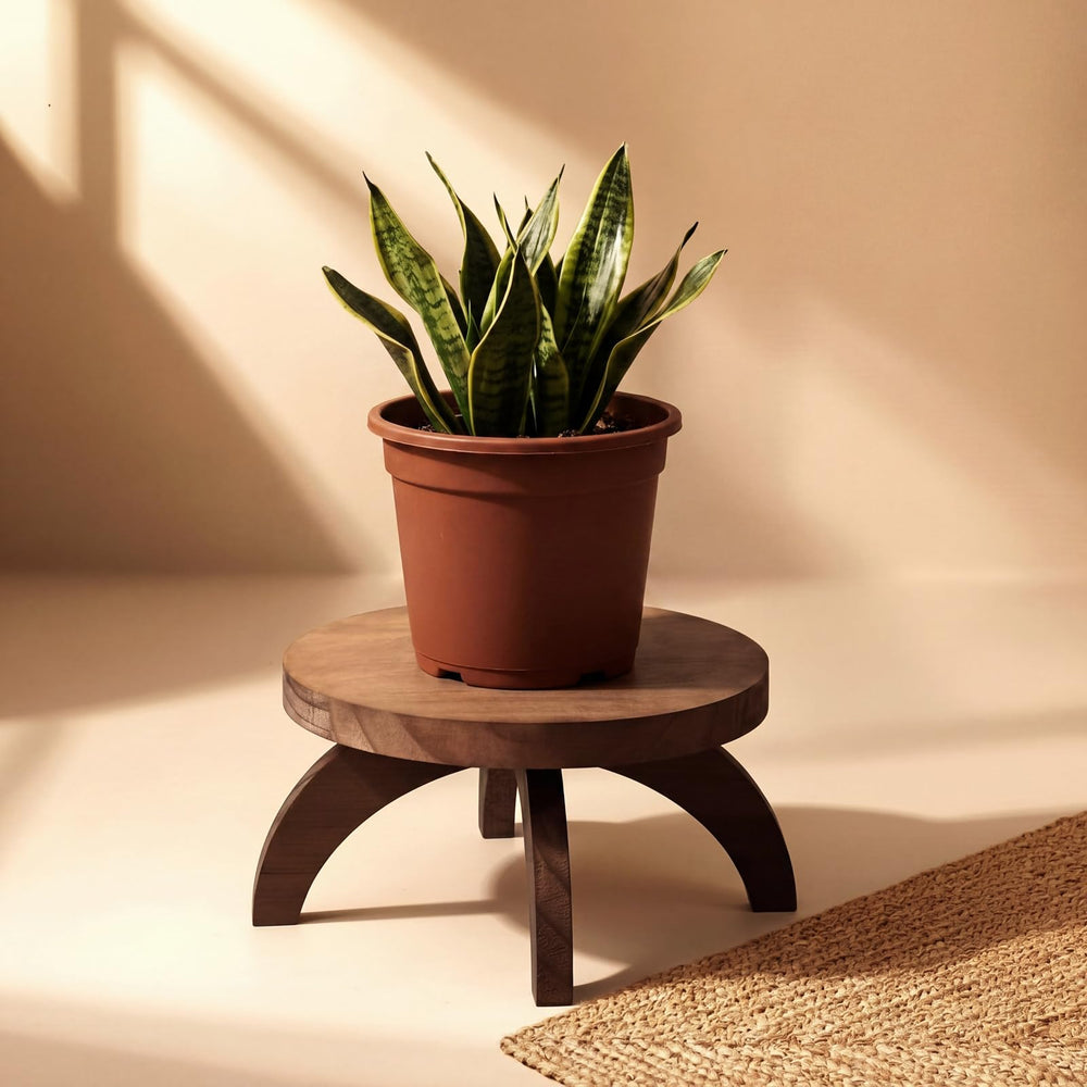 Novabright front view of two round wood stands showing stable support