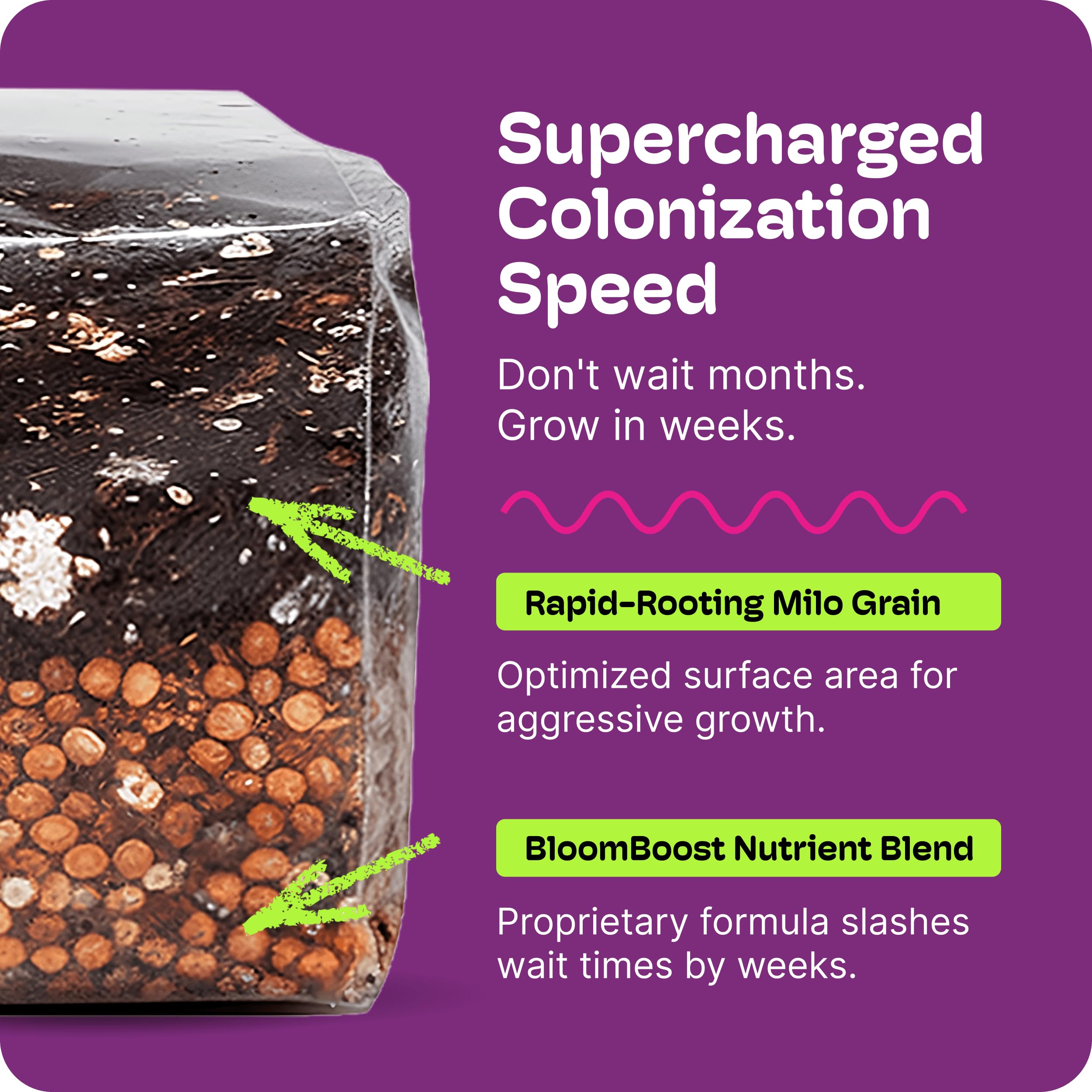 NuBlume bag with fruiting mushrooms demonstrating high yield