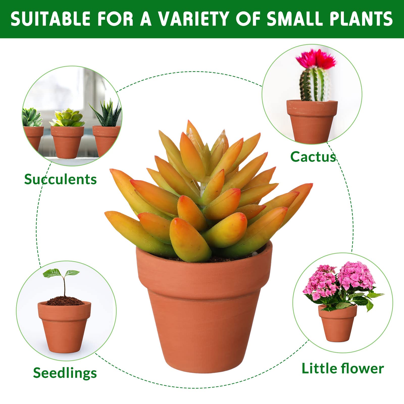 Nuogo planted with a small succulent illustrating fit and visual appeal benefit