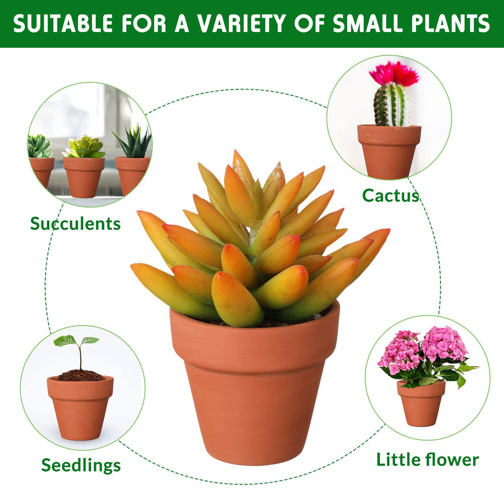 Nuogo planted with a small succulent illustrating fit and visual appeal benefit