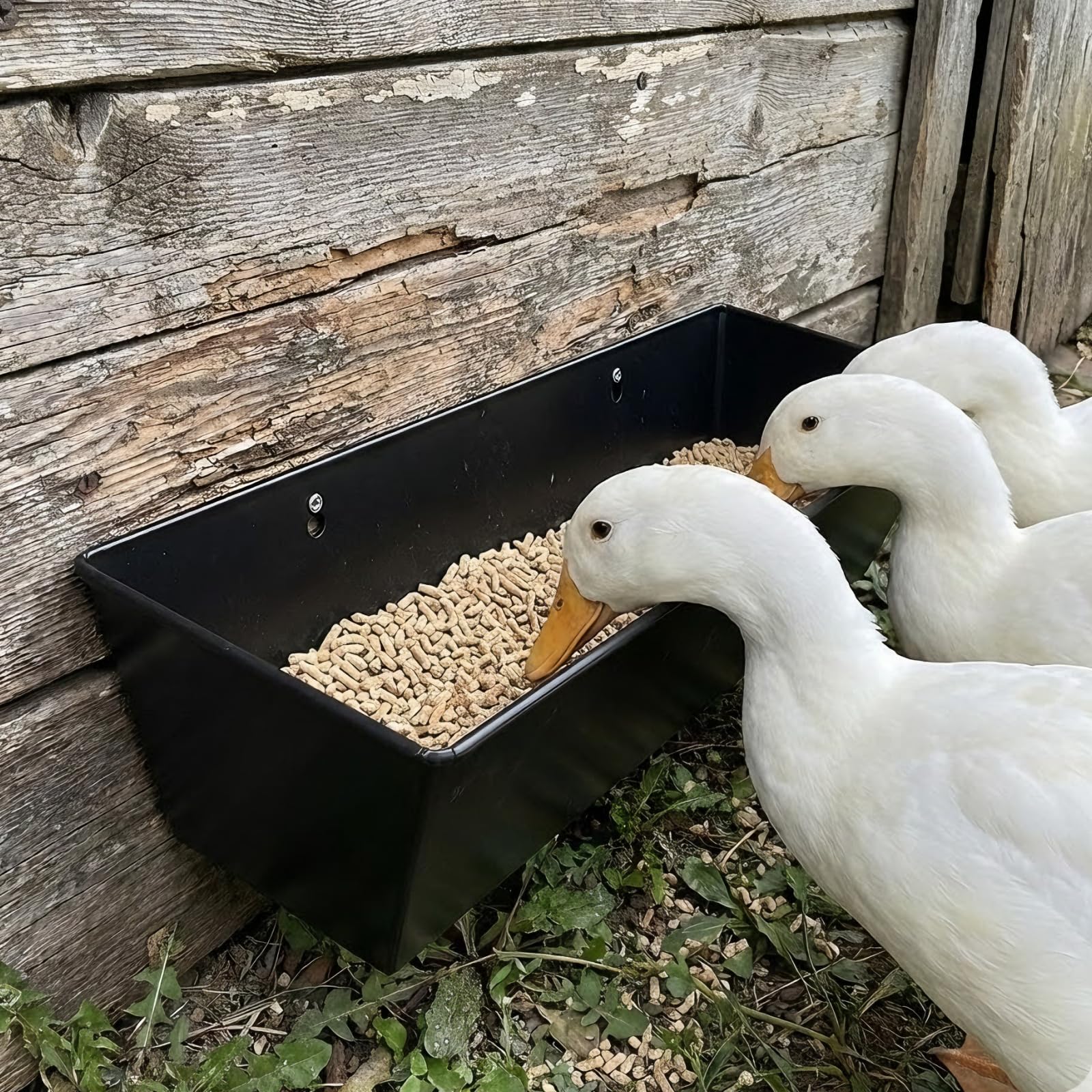 NZJWZS trough next to measuring cup showing true 6-quart capacity benefit