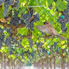 OGORI net draped over berry bushes protecting fruit while allowing light and air to reach plants