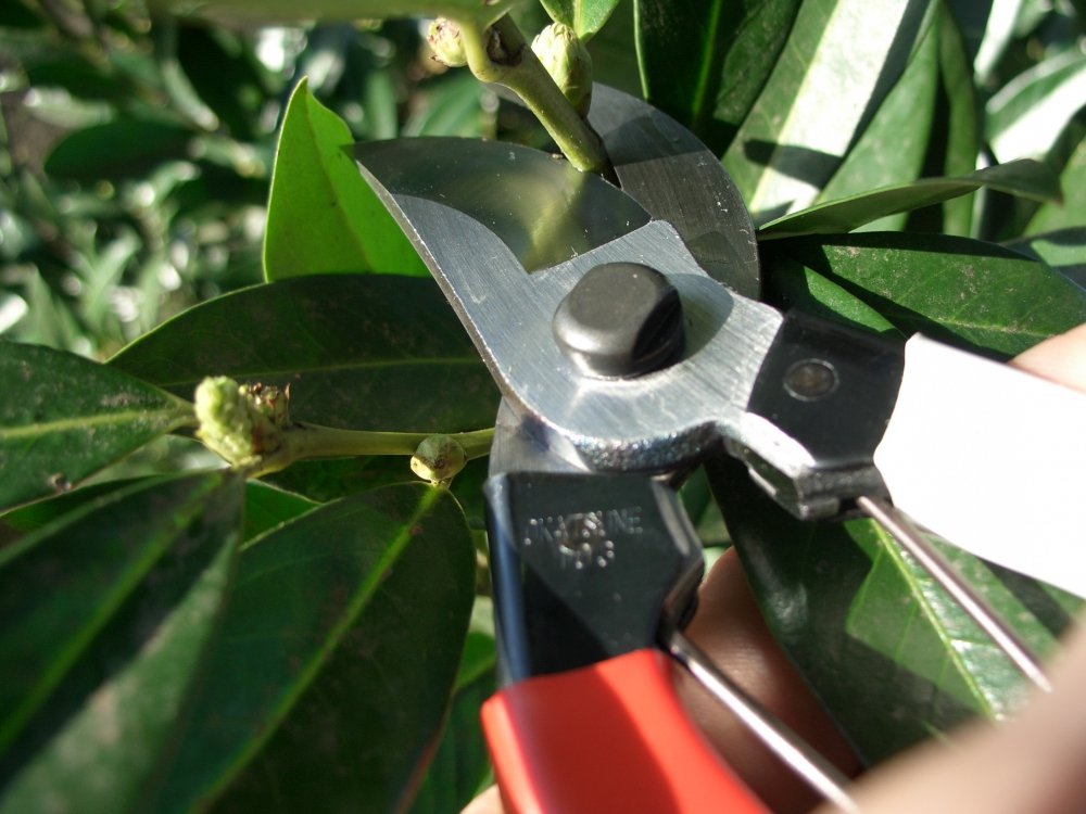 Okatsune 103 cutting rose cane in garden showing efficient pruning control