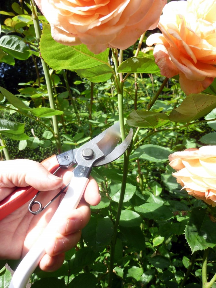 Okatsune 103 in a garden setting demonstrating everyday use and reliability