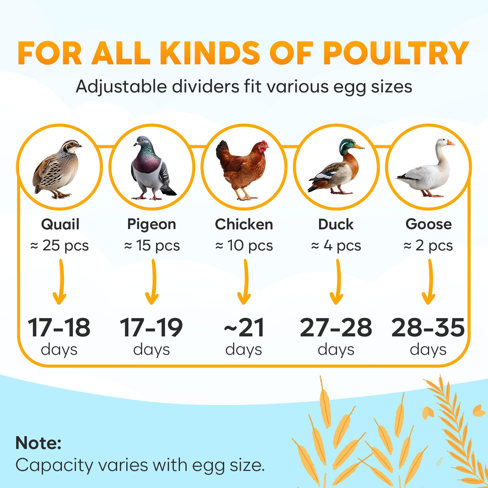 OKKÖBI built-in egg candler illuminating embryo progress without disturbance