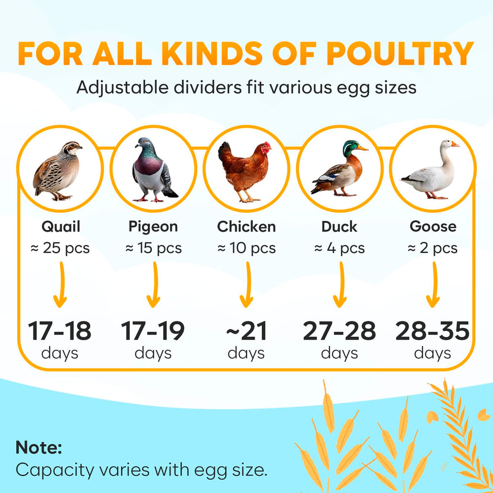 OKKÖBI built-in egg candler illuminating embryo progress without disturbance