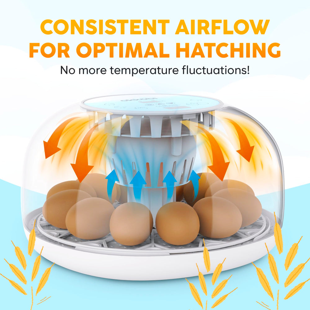 OKKÖBI incubator in classroom setting aiding educational hatching