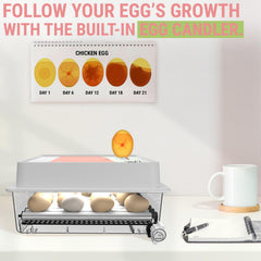 OKKÖBI adjustable rotating tubes holding mixed poultry eggs to boost hatch uniformity