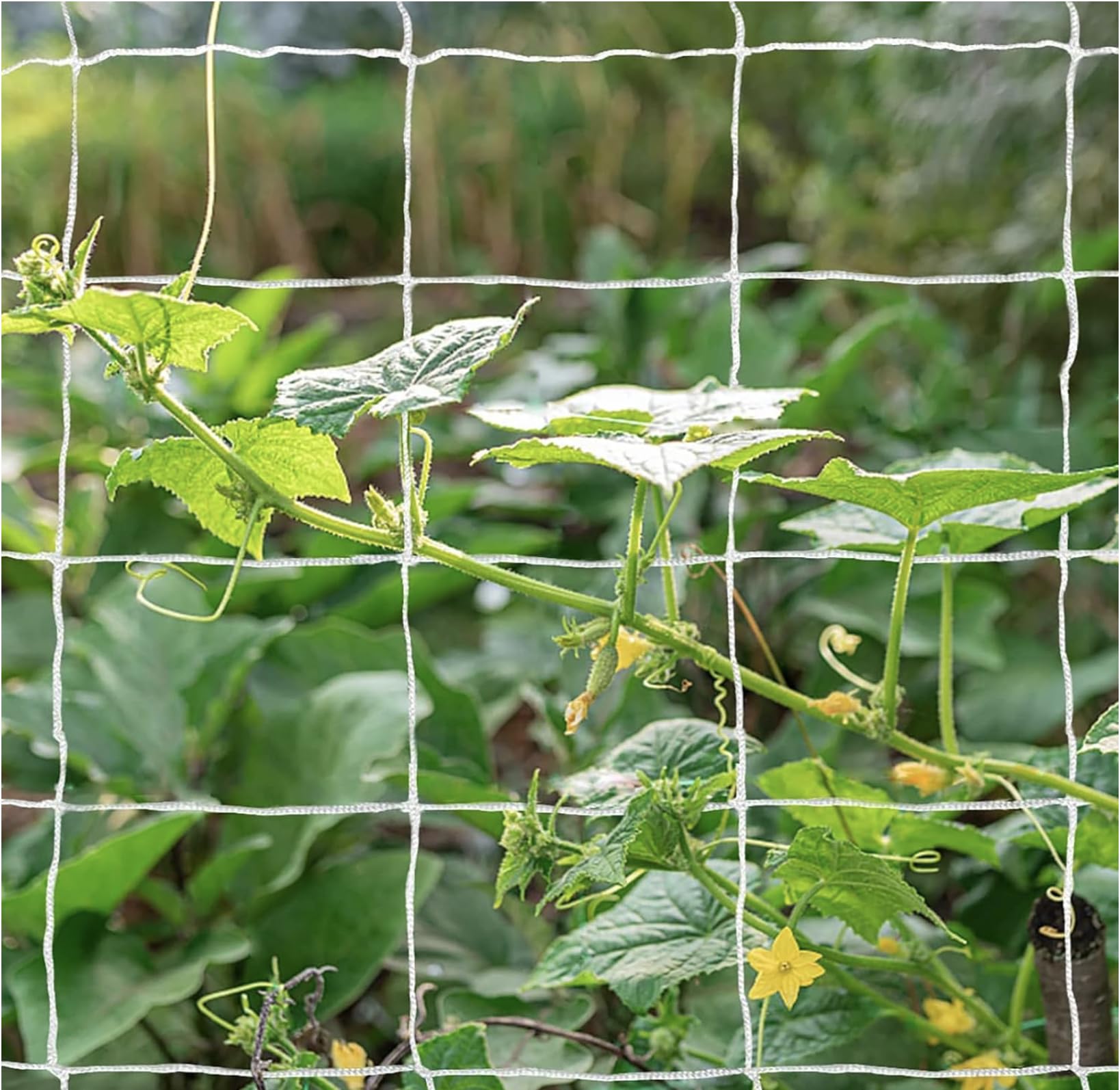OldMacDonald netting supporting tomato vines for organized growth