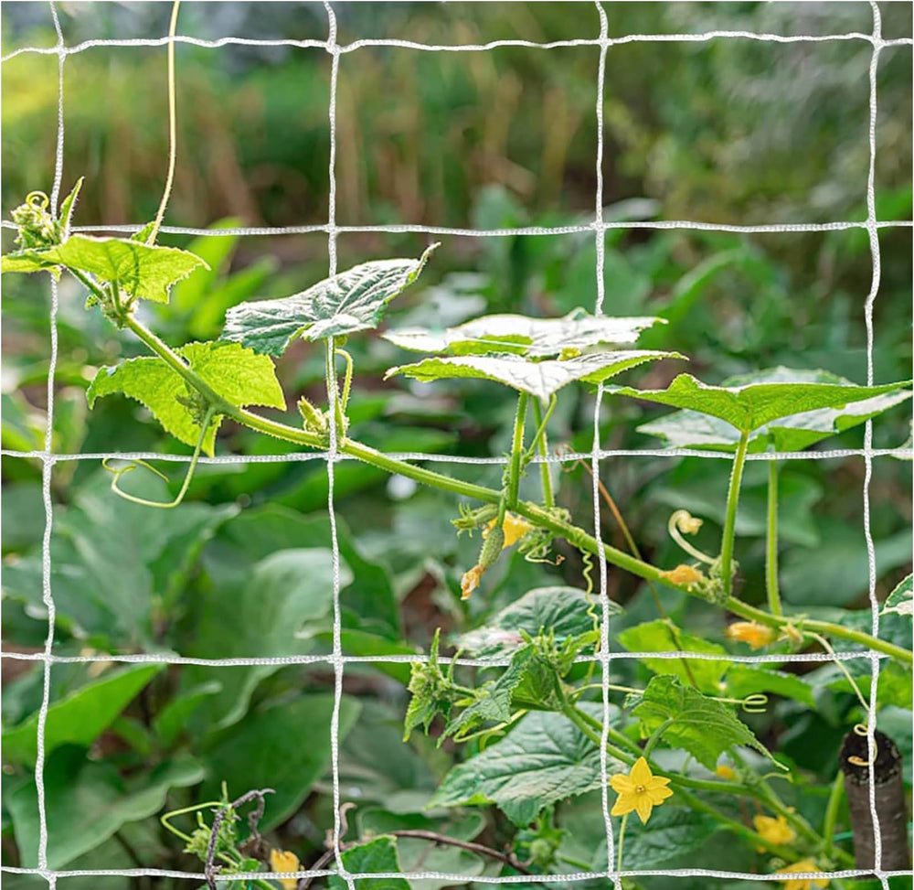 OldMacDonald netting supporting tomato vines for organized growth
